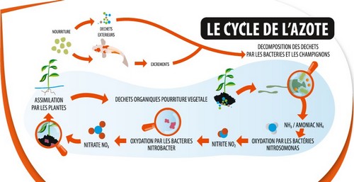 Le cycle de l'azote